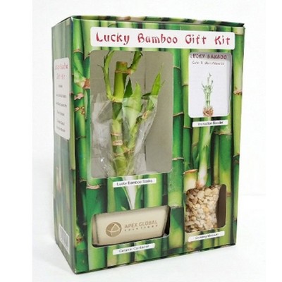 Lucky Bamboo Gift Kit