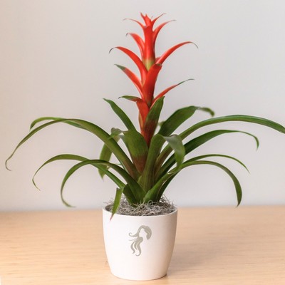 Bromeliad in Large Harlow Cream Pot