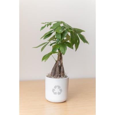 Money Tree in Large Mason Grey Pot