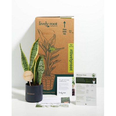 Small Variegated Laurentii Snake Plant Kit