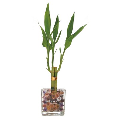 3" Glass w/3 Shoots of Lucky Bamboo Stones & Beads