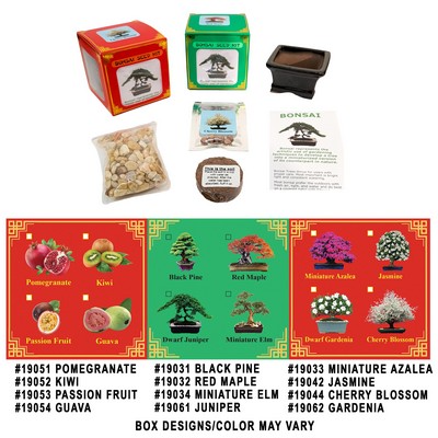 Jasmine Bonsai Seed Kit