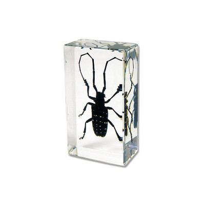 Lucite Piece with Real Spotted Longhorn Beetle, 2.9x0.16x0.94"