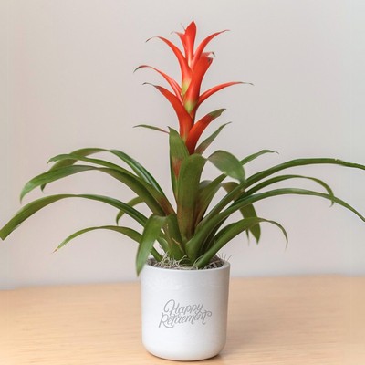 Bromeliad in Large Mason Grey Pot Line