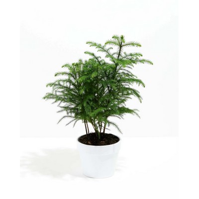 Medium Norfolk Island Pine