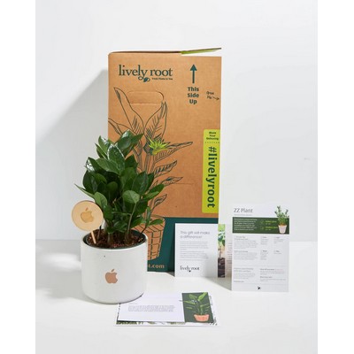 Small ZZ Plant Kit