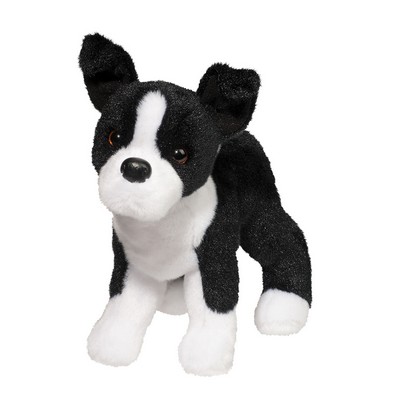 Quincy Boston Terrier