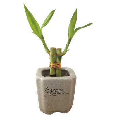 2 Shoots of 4" Bamboo in 3" Ceramic Speckled Pot