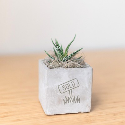 Zebra Succulent in Mini Parker Cube Pot