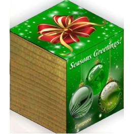 Plant Cube™ - Red Bow Holiday Design (Evergreen Seed)