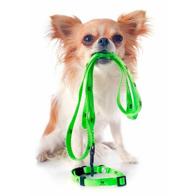 Polyester Dog Leash (1" x 66")