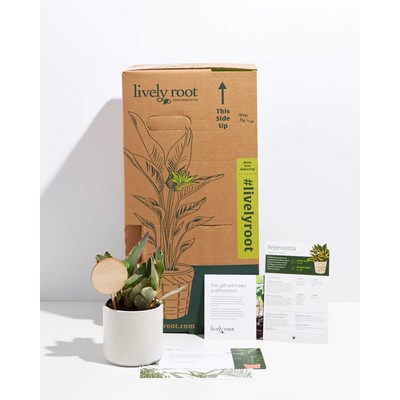 Small Peperomia Ginny Plant Kit