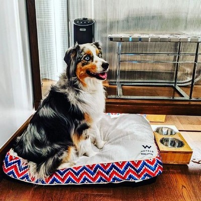 Custom Pillow Top Dog Bed