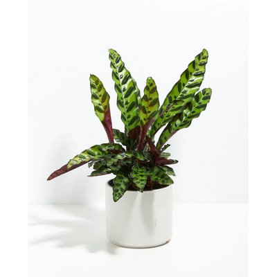 Small Calathea Rattlesnake Plant Kit