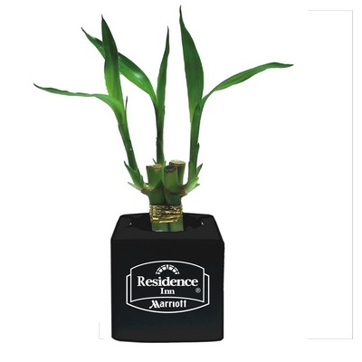 Three 4" Lucky Bamboo in 2.5" Square Black Ceramic Cube Vase