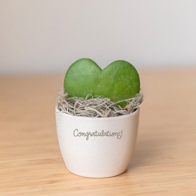 Hoya Heart in Mini Harlow Cream Pot